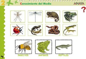 insectos anfibios y reptiles